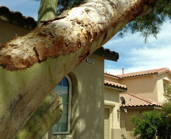 This palo verde branch shows signs of sunburn. (Bob Morris)