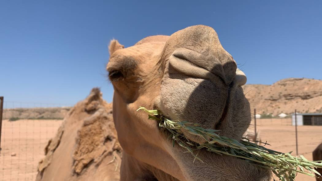 About an hour outside of Las Vegas, near Bunkerville, you’ll find the Camel Safari. (Mat Lusc ...