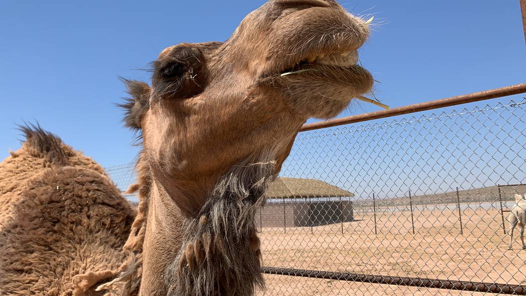 About an hour outside of Las Vegas, near Bunkerville, you’ll find the Camel Safari. (Mat Lusc ...
