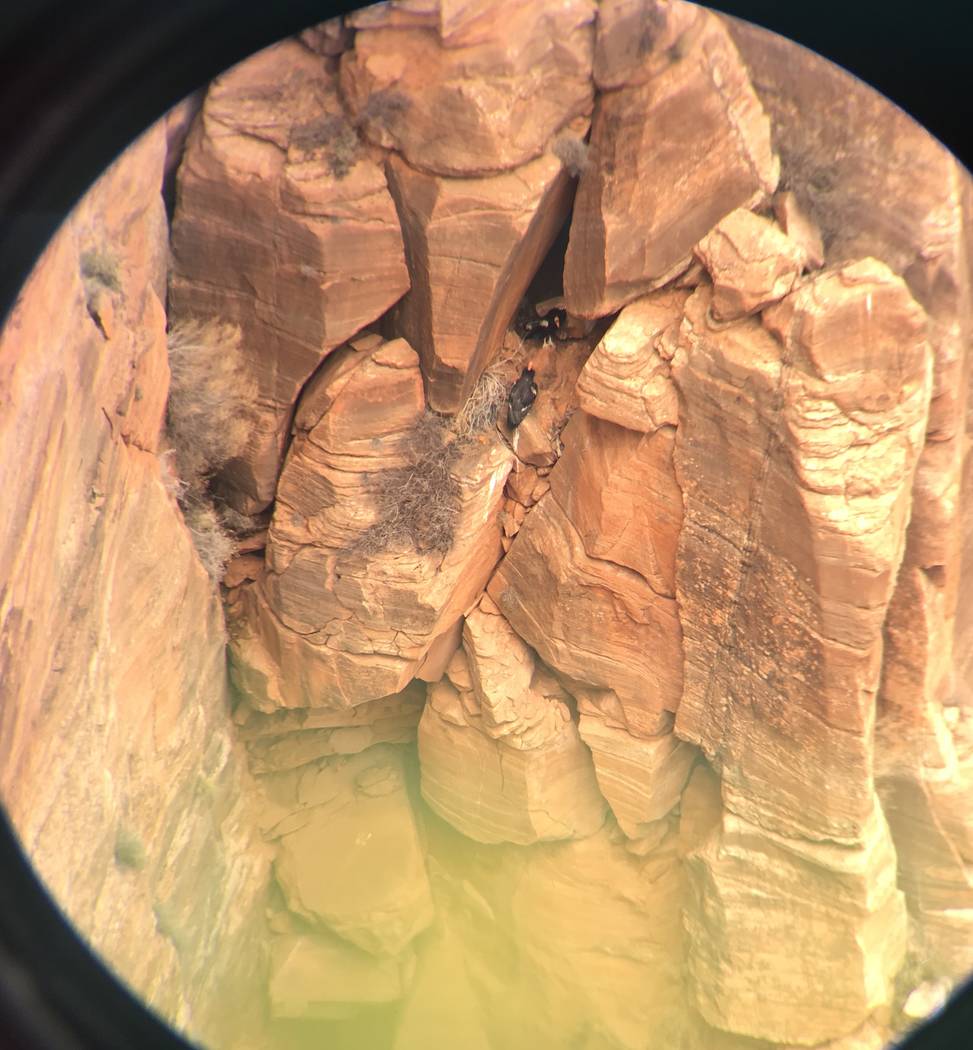 A condor nest at Zion National Park. (The Peregrine Fund)