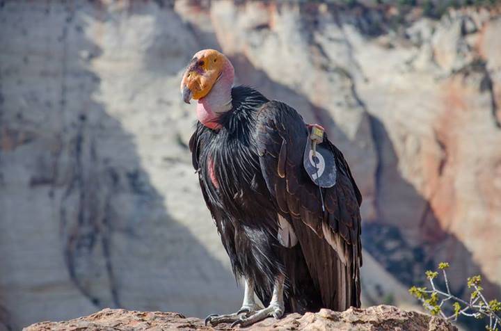 A condor at Cable Mountain in Zion National Park. (The Peregrine Fund)