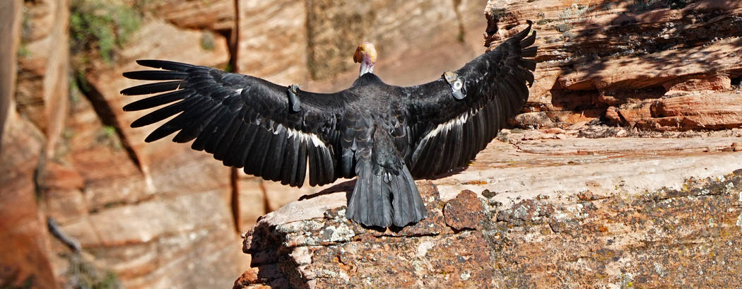 A condor seen at Zion National Park. (The Peregrine Fund)