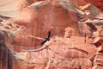This April 8, 2019 photo provided by the National Parks Service shows a California condor in Zi ...
