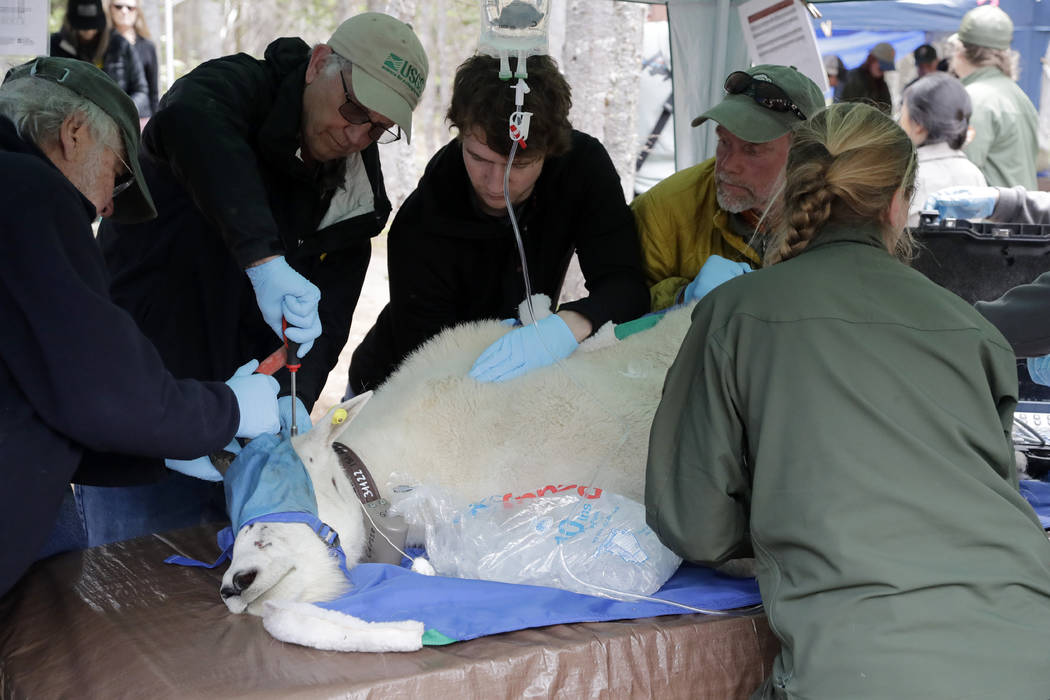 A billy mountain goat, blindfolded, hobbled and sedated, has a tracking collar put on him while ...