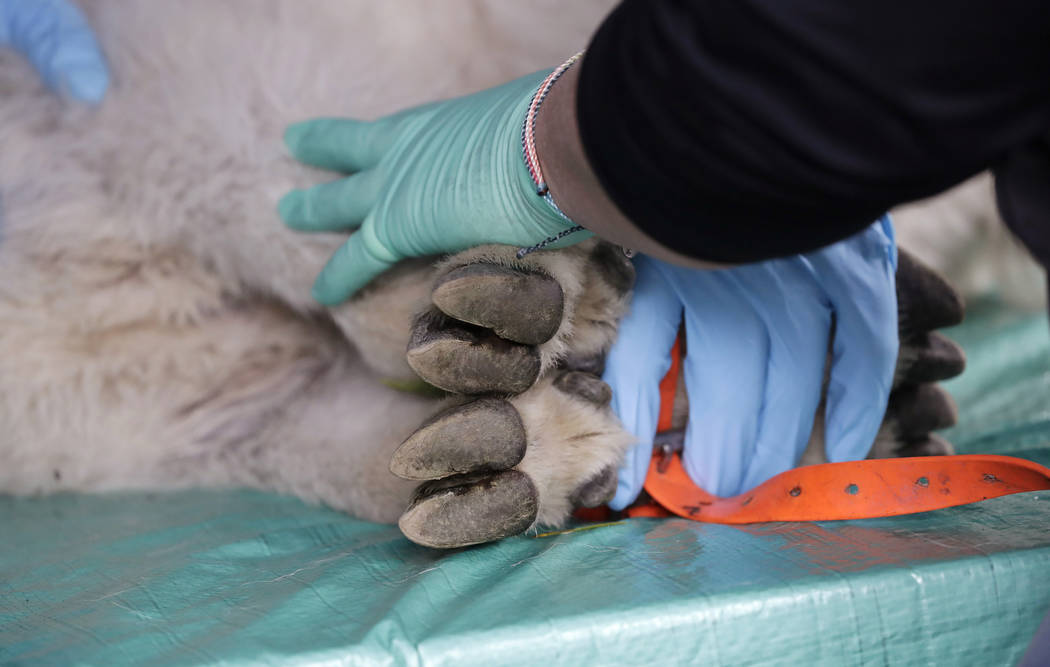 Hands hold down the feet of a kid mountain goat being examined by a team of veterinarians and a ...
