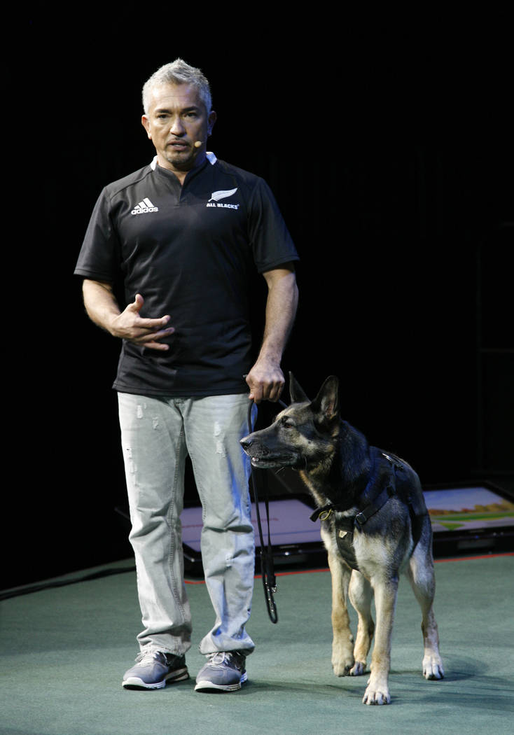 Cesar Millan brings his "Leader of the Pack" live show to the Palms Friday. (Courtesy photo)