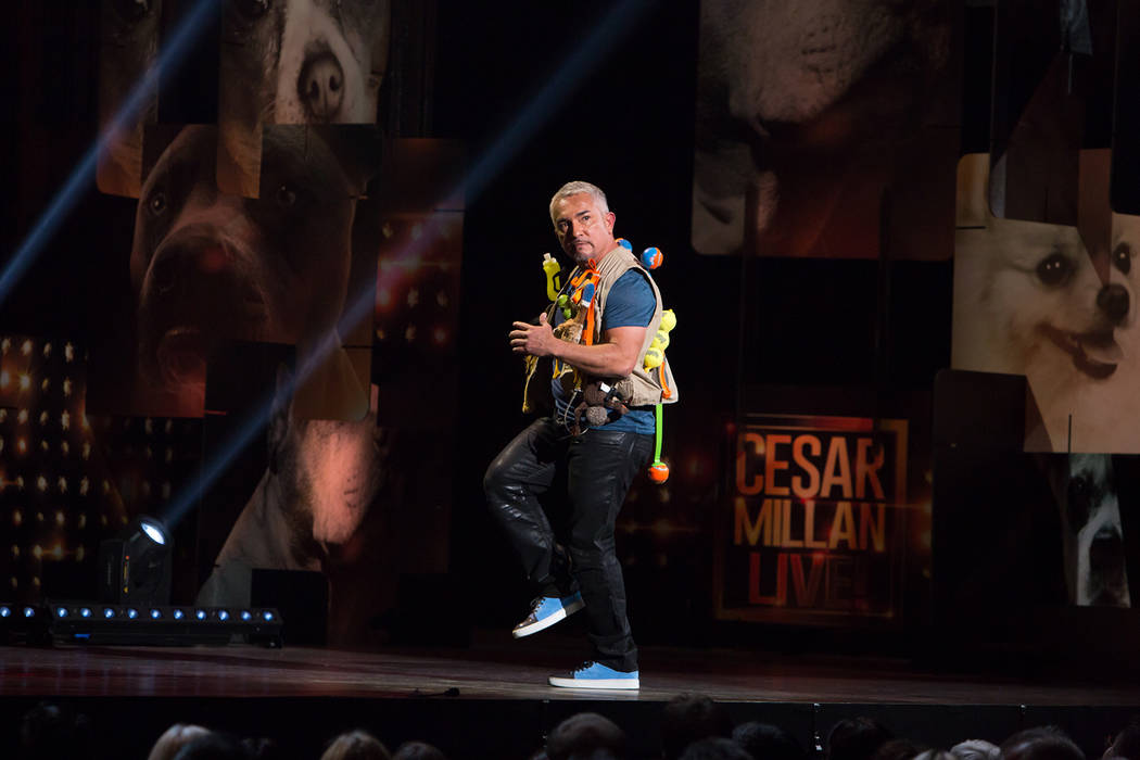 “Cesar Millan — My Story: Unleashed,” a one-man show starring the famed dog behaviorist, ...