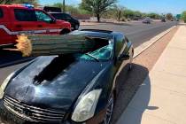 A driver escaped injury when his car's windshield was pierced by the trunk of a saguaro cactus ...