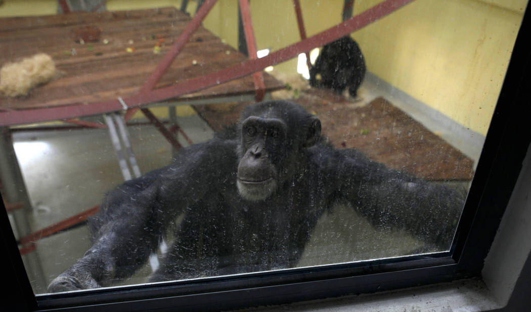 Koko, the chimpanzee looks out from the window of a special compartment at the Skopje zoo, in S ...