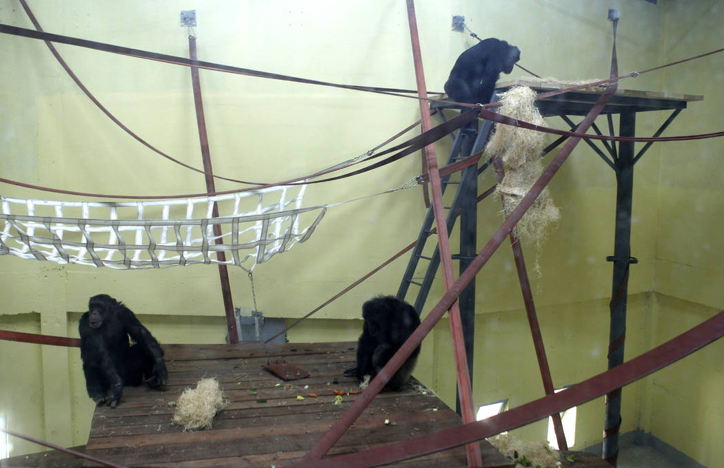 Chimpanzees sit in a special compartment at the Skopje zoo, in Skopje, North Macedonia, Thursda ...