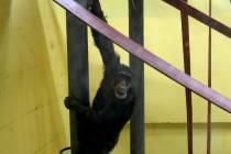 Koko, the chimpanzee hangs from a railing in a special compartment at the Skopje zoo, in Skopje ...