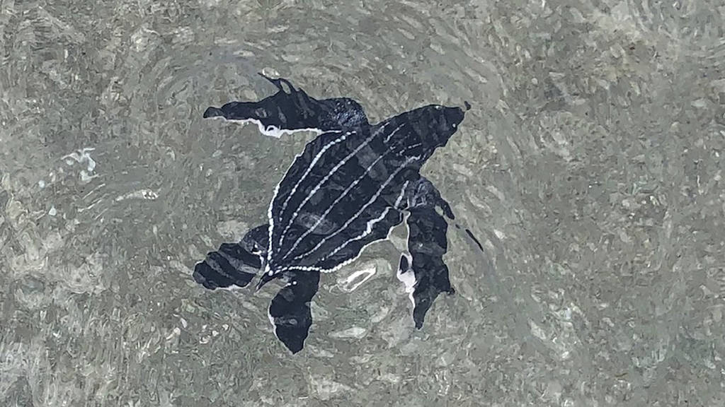 A baby leatherback turtle swims in the water off in Boca Raton, Fla. (Jaclyn Kohl/Palm Beach Po ...