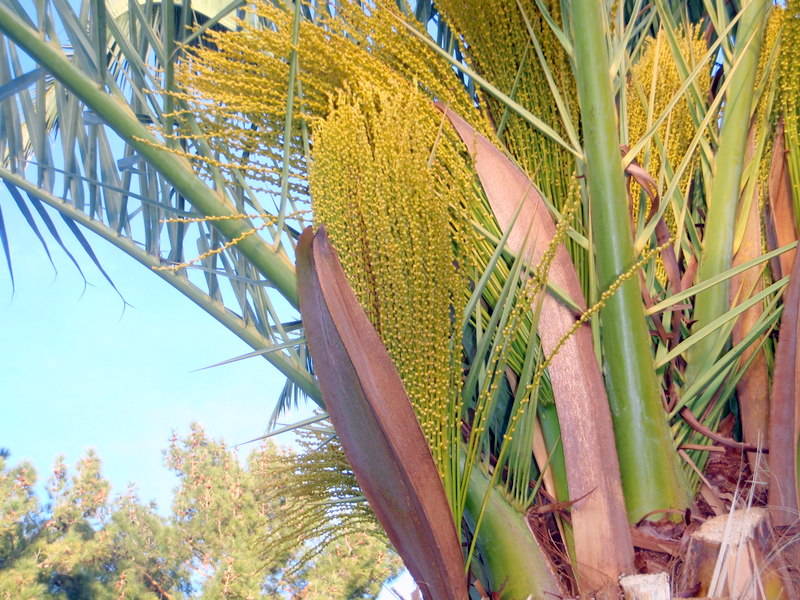 Palmių vaisių stiebai