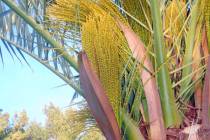 The Canary Island date palm is gender-specific. (Bob Morris)