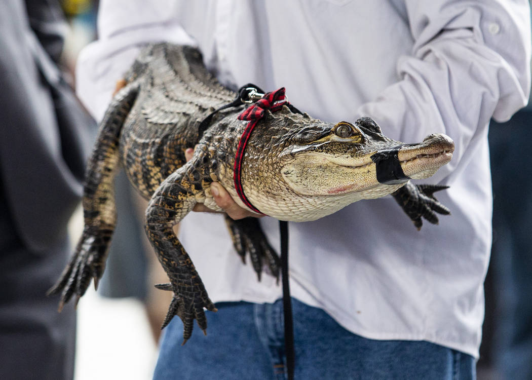 Florida alligator expert Frank Robb holds an alligator during a news conference, Tuesday, July ...