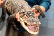 In this image provided by Chicago Animal Care and Control, a person holds an alligator, Tuesday ...