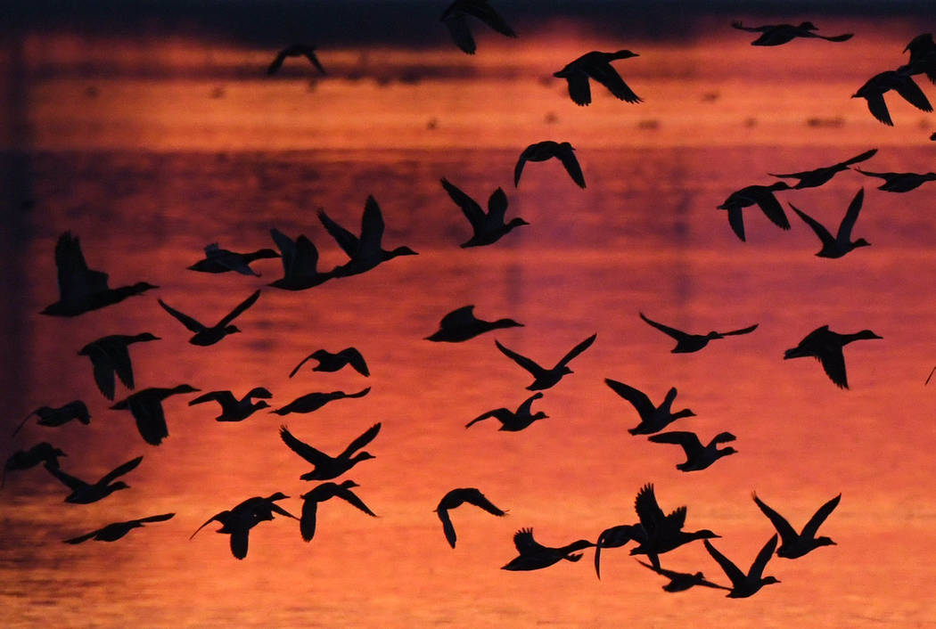 Birds land during the sunset near Straussfurt, central Germany, Monday, Oct. 8, 2018. (AP Photo ...