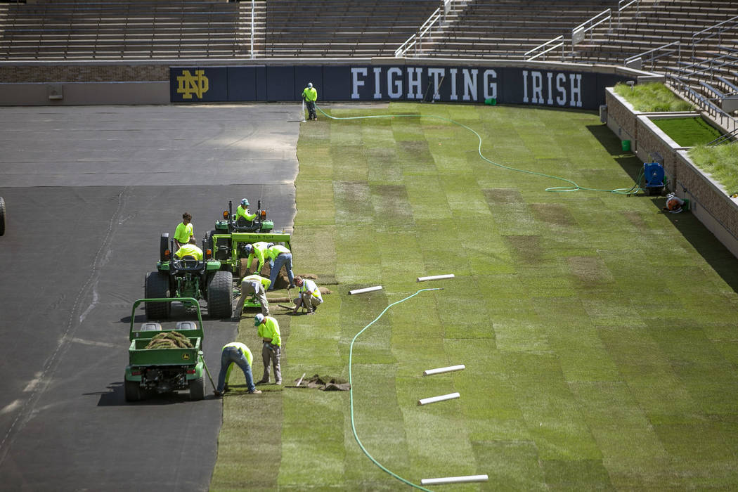 Natural turf is installed at Notre Dame Stadium in preparation for a professional soccer match ...