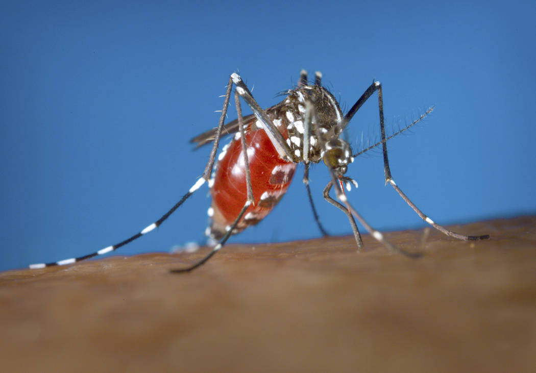 Scientists find new way to kill diseasecarrying mosquitoes Las Vegas