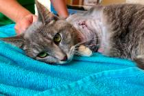 This photo provided by Humane Animal Rescue on July 16, 2019, shows a cat being treated at the ...