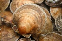 FILE- In this Dec. 17, 2011, file photo, a scallops are seen on board a fishing boat off the co ...