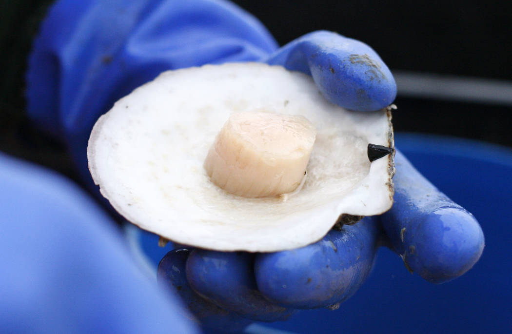 FILE- In this Dec. 17, 2011, file photo, a scallops is shucked at sea off the coast of Harpswel ...