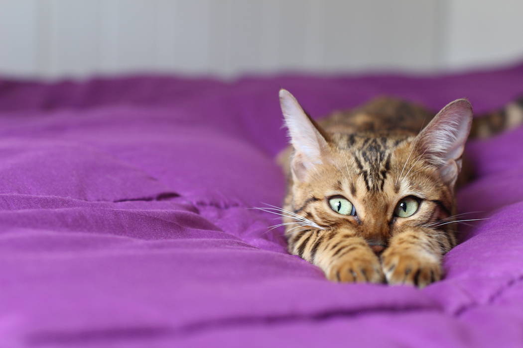 New York has become the first state to ban the declawing of cats. (Getty Images)