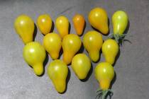 Yellow pear tomatoes are reliable, quickly produce fruit from flowers and can fill some gaps wh ...