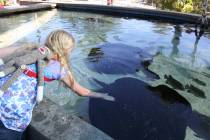 Children can have a hands-on experience at the Ray Touch Pool at the Aquarium of the Pacific. ( ...