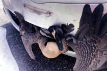 In this Saturday, July 20, 2019, photograph provided by Tanisha Tyler, a goose is stuck in the ...