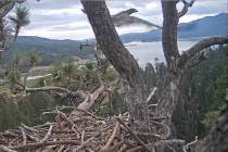 In this remote camera image by Friends of Big Bear Valley and Big Bear Eagle Nest Cam, released ...