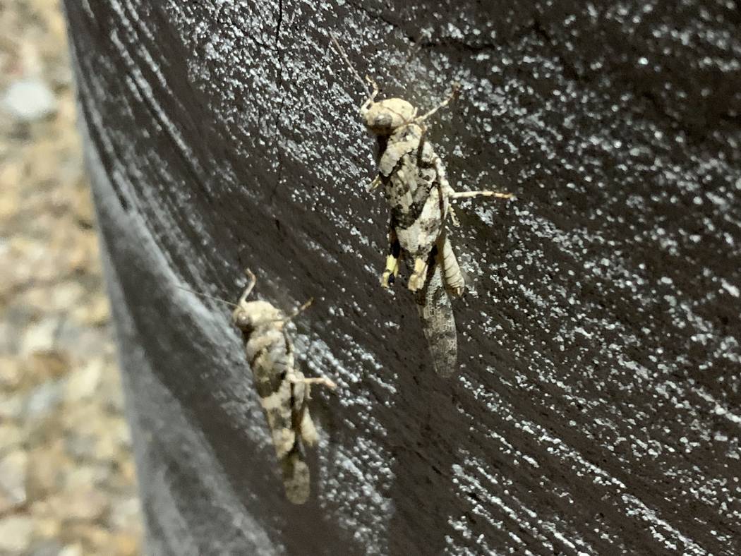 Grasshoppers rest on a wall near North Hualapai Way and 215 Beltway in Northwest Las Vegas on T ...
