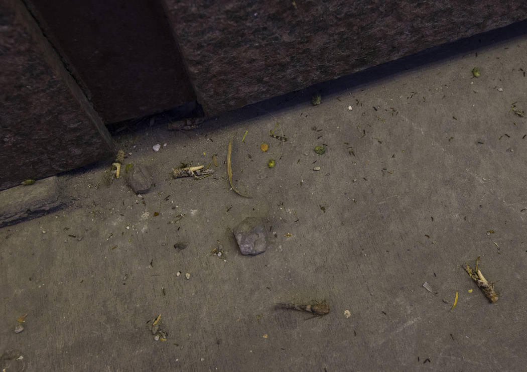 Grasshoppers, some of them dead, are seen outside of the California Hotel in downtown Las Vegas ...