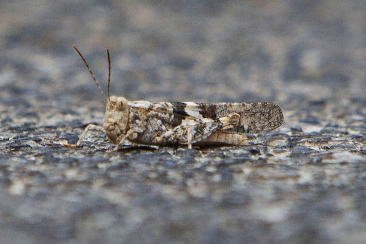A Grasshopper crawls on the ground on July 25, 2019 in Las Vegas. There has been a high number ...