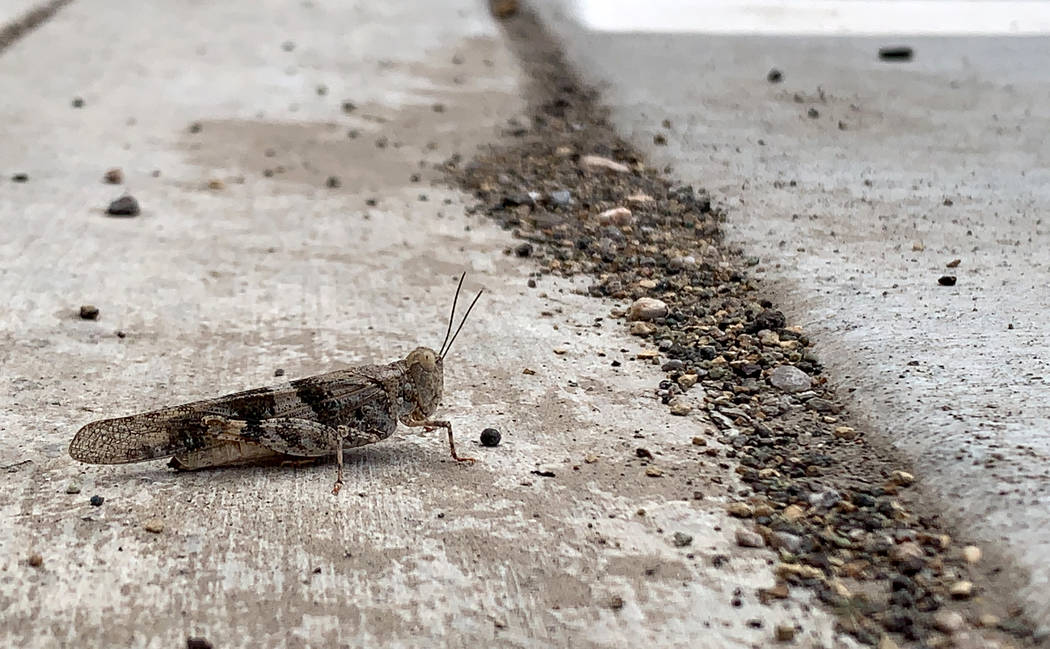 A pallid-winged grasshopper the Nevada Department of Agriculture Las Vegas offices Thursday, Ju ...