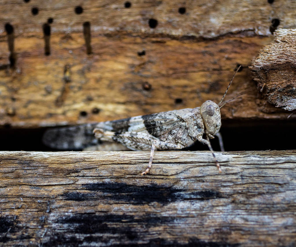 In this Thursday, July 25, 2019 photo, a grasshopper rests on a wall outside California Pizza K ...