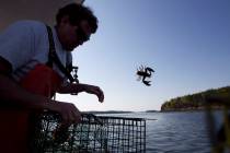 FILE - In this May 21, 2012, file photo, Scott Beede returns an undersized lobster while fishin ...