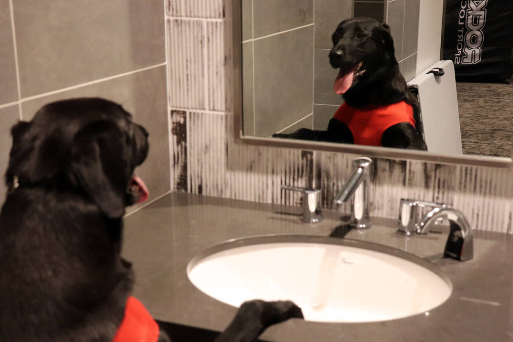 Las Vegas Aviators bat dog, Finn, admires himself in the mirror prior to heading to the field f ...