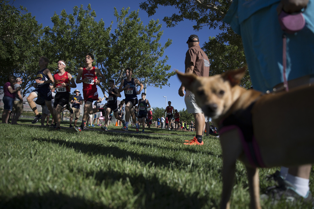 Boys varsity runners compete in the Palo Verde Labor Day Classic at Palo Verde High School o ...