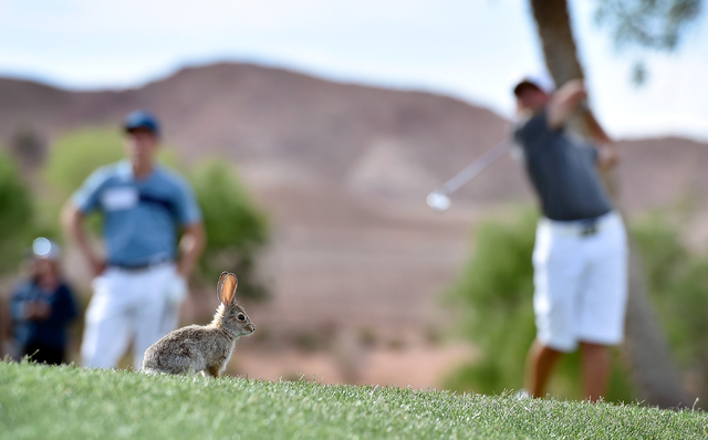 A cottontail rabbit looks up as golfers tee off on the eighth hole during the first round of ...