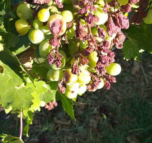 Spring rains caused diseases like bunch rot on grapes to occur when it has been rare here in th ...