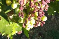 Spring rains caused diseases like bunch rot on grapes to occur when it has been rare here in th ...