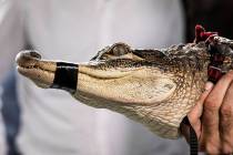 In this July 16, 2019 file photo, Florida alligator expert Frank Robb holds an alligator during ...