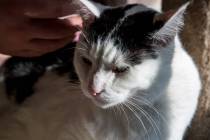 Florida state senator has filed legislation that would outlaw declawing of cats except under ce ...