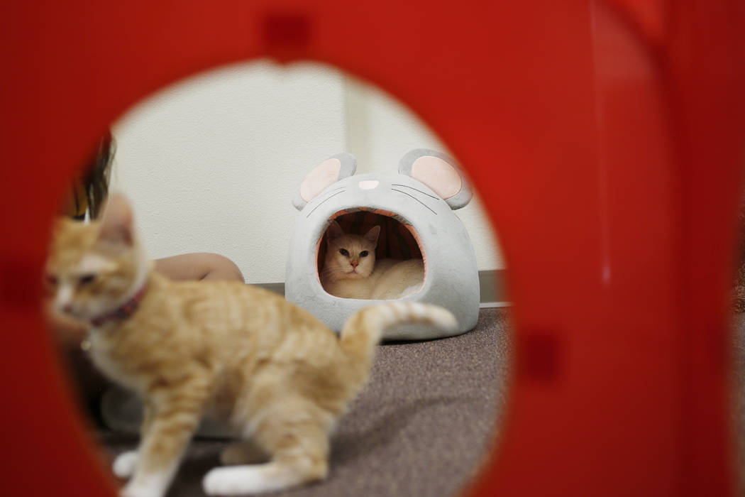 Cat cafe opens in Las Vegas Rescued Treasures Las Vegas ReviewJournal