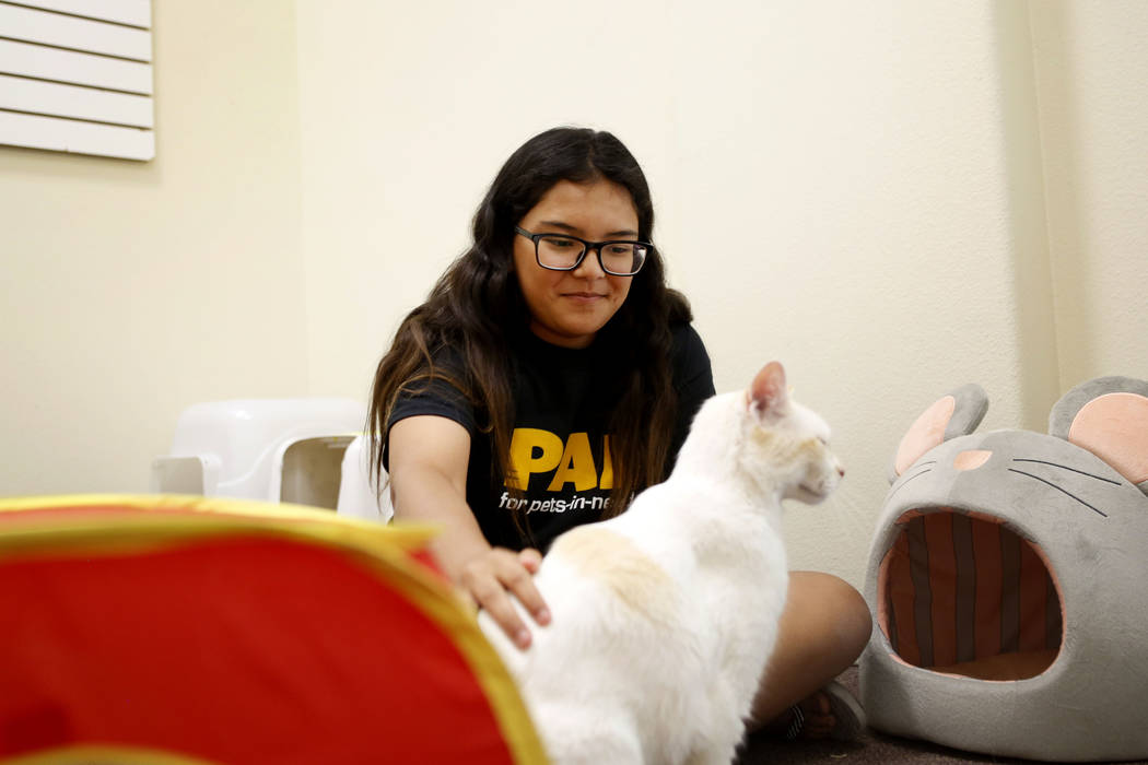 Cat cafe opens in Las Vegas Rescued Treasures Las Vegas ReviewJournal