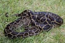 FILE - An invasive Burmese python moves through the grass during a demonstration by the Florida ...