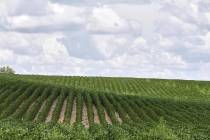 A July 30, 2018, file photo shows rows of soybean plants in a field near Bennington, Neb. A rep ...
