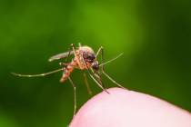 A 15th case of West Nile virus, which is spread by mosquitos, has been reported in Clark County ...