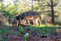 This June 18, 2019 photo shows an adult wolf and three pups in Lassen County in Northern Califo ...